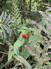 Palicourea tomentosa