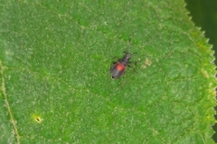 Stenomacra marginella