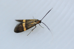 Nemophora degeerella