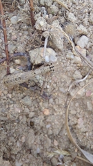 Ligariella