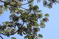 Cecropia pachystachya