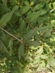 Ligustrum vulgare