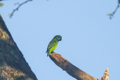 Cyclopsitta diophthalma