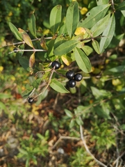 Ligustrum vulgare
