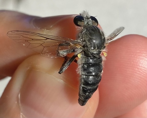 Sabino Twigsitter