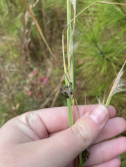 Andropogon virginicus