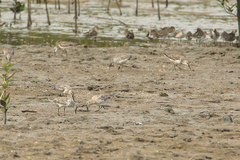 Calidris tenuirostris