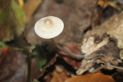 Mycena filopes