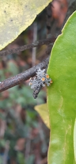 Teloschistes chrysophthalmus