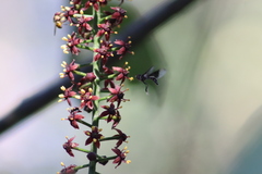 Ocyptamus dimidiatus