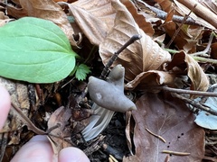 Helvella lacunosa