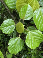 Urera baccifera