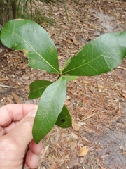 Quercus hemisphaerica