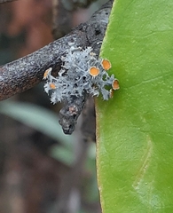 Teloschistes chrysophthalmus