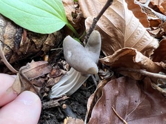 Helvella lacunosa