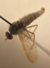 Therevidae