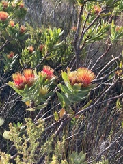 Leucospermum oleifolium