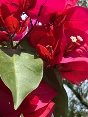 Bougainvillea