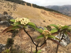 Baccharis latifolia