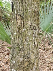 Quercus hemisphaerica