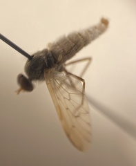 Therevidae