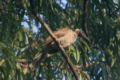 Philemon buceroides