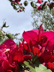 Bougainvillea