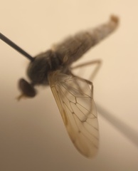 Therevidae