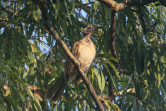 Philemon buceroides