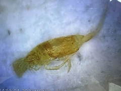 Collembola