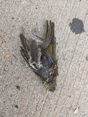 Leiothlypis peregrina