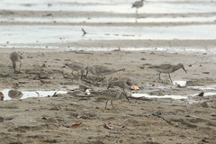Calidris tenuirostris
