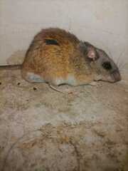 Peromyscus melanophrys