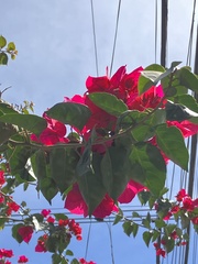 Bougainvillea