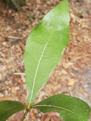 Quercus hemisphaerica