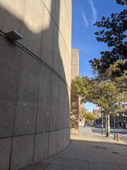 Leiothlypis peregrina