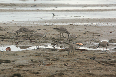 Calidris tenuirostris