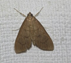 Protonoceras mitis