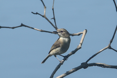 Gerygone magnirostris