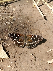 Anthanassa texana texana