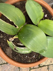 Haemanthus coccineus