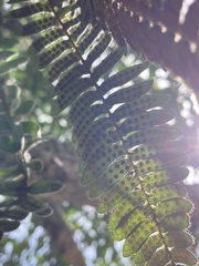 Polypodioideae