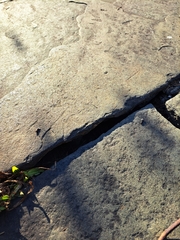 Podarcis siculus campestris