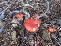 Russula queletii