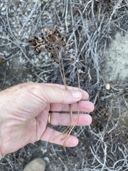 Polypodium californicum