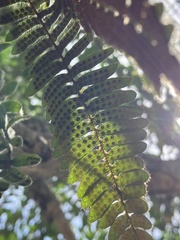Polypodioideae