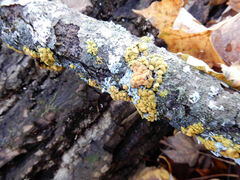 Polycauliona polycarpa