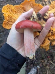 Russula queletii