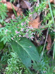 Galium rubrum