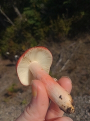 Russula queletii